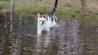 Während die meisten Katzen Wasser tunlichst vermeiden, lieben ein paar wenige es geradezu zu planschen
