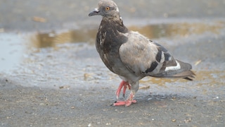 Durch das Paramyxovirus können bei Tauben Lähmungen auftreten