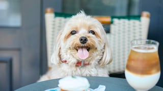 Der Pumpkin Spice Latte ist das Trendgetränk für den Herbst. Es ist so beliebt, dass es auch für Hunde abgewandelte Rezepte gibt.