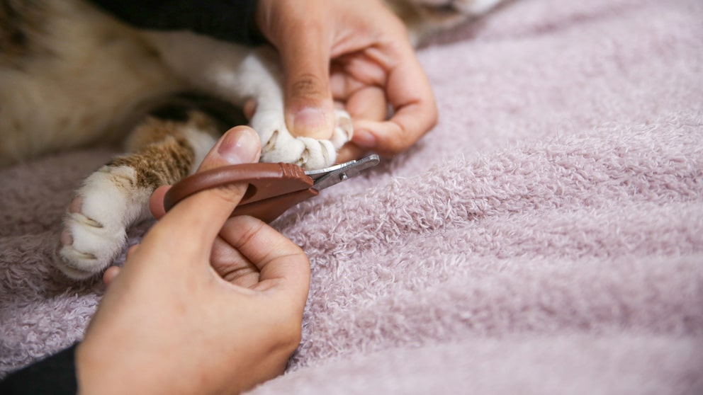 Während das regelmäßige Scheiden der Krallen von Katzen wichtig ist, ist es verboten, sie komplett zu ziehen