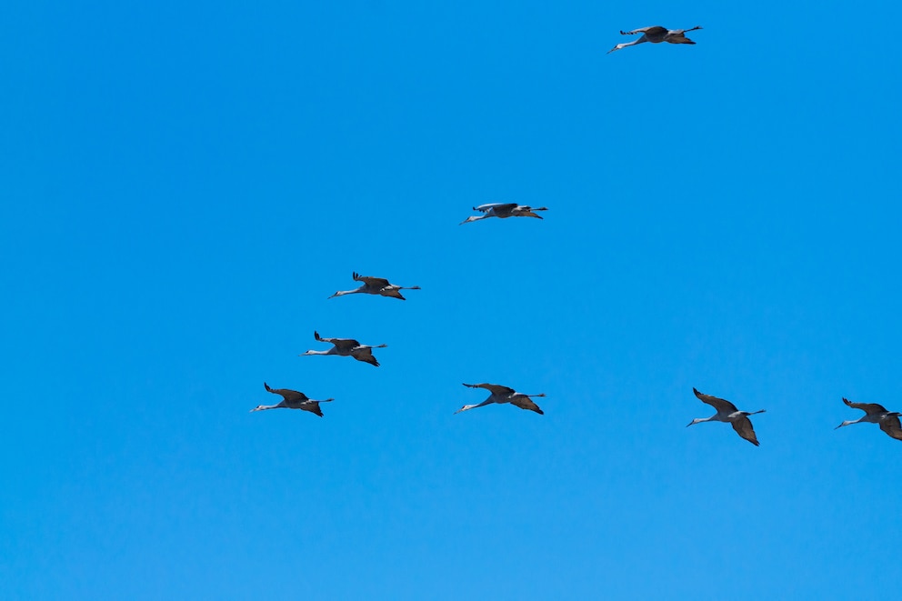So sieht eine typische V-Formation aus, in der Zugv&ouml;gel gen S&uuml;den fliegen