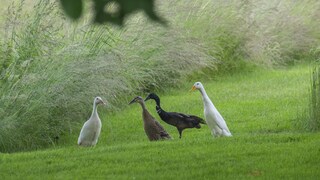 Laufenten sind gut gegen Nacktschnecken im Garten, brauchen aber viel Platz, Wasser und einen geschützten Stall