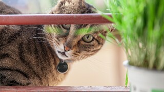 Haben Sie Ihrer Katze schon mal Katzenminze angeboten?