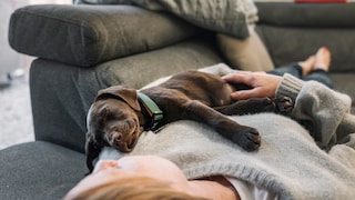 Ein Hund auf dem Schoß ist in den meisten Fällen kein Zeichen von Dominanz, sondern von Verbundenheit