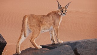 Diese Wildkatze kann bis zu drei Meter hoch springen, um seine Beute aus der Luft zu holen