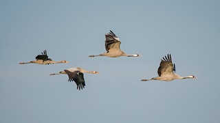 Die Kraniche ziehen zwischen September und Oktober in den Süden, um dem Winter zu entfliehen