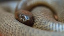 50 Mal giftiger als eine Kobra! Der Inlandtaipan ist eins der giftigsten Tiere der Welt