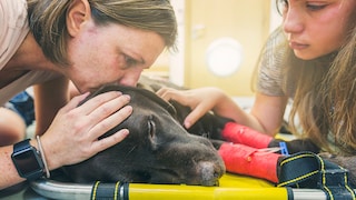 Hunde und Katzen werden heute älter, und mit dem Alter steigt auch das Krebsrisiko