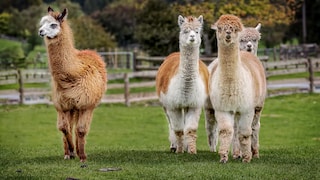 Alpakas gelten für viele als flauschige Kuscheltiere, doch die sensiblen Herdentiere haben hohe Ansprüche an Haltung, Pflege und Sozialkontakt