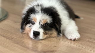 Welpe Ozzy schläft