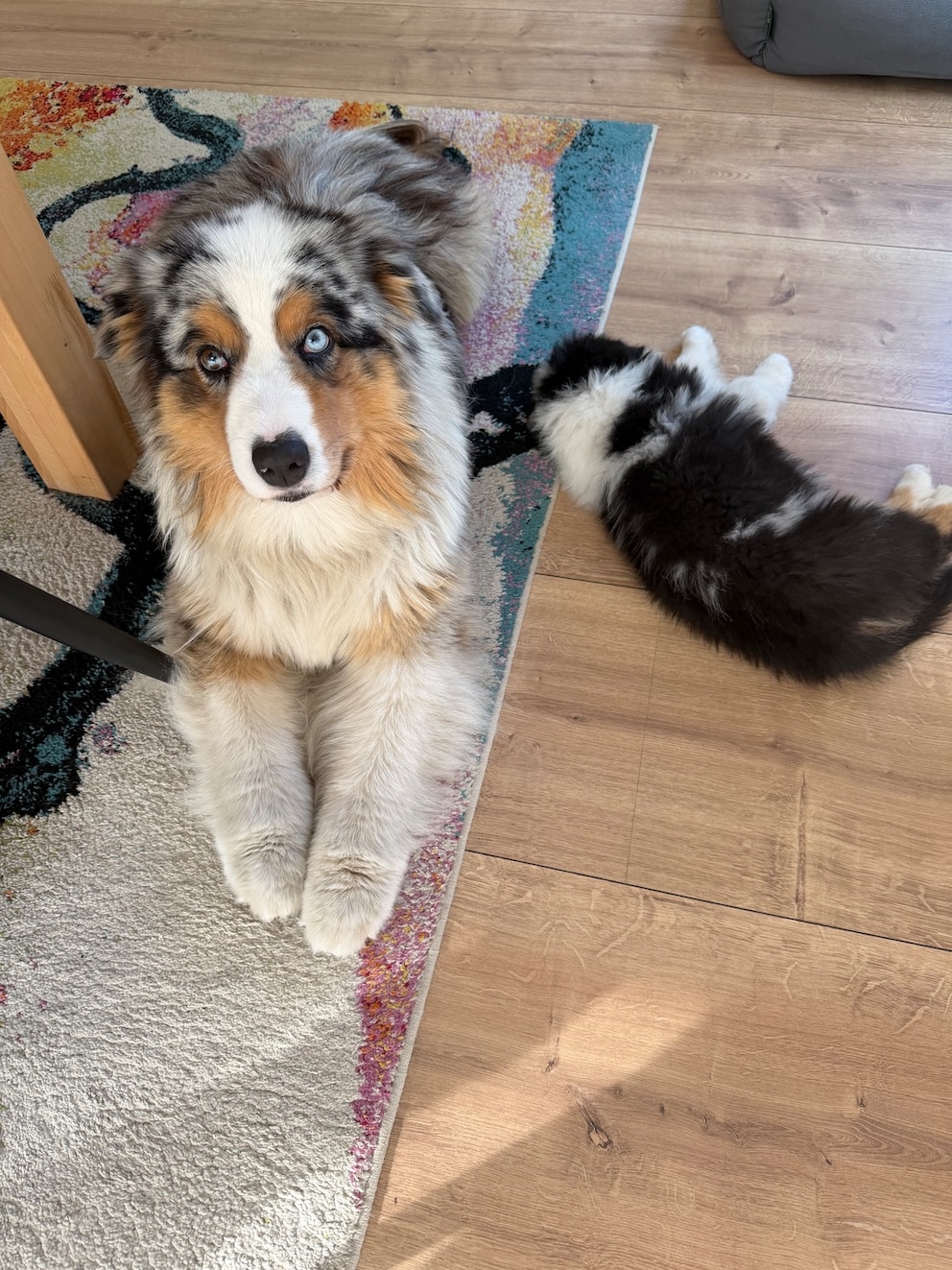 Elvis und Ozzy