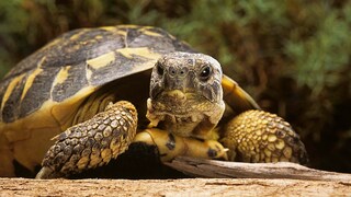 Testudinidae