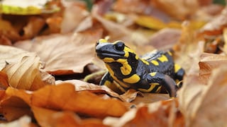 Feuersalamander in Laub