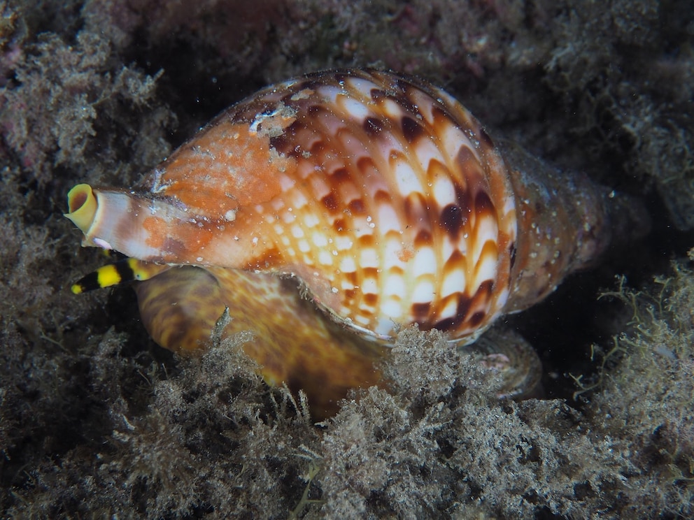Kegelschnecke