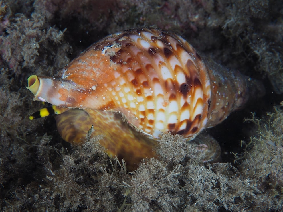 Cone snail