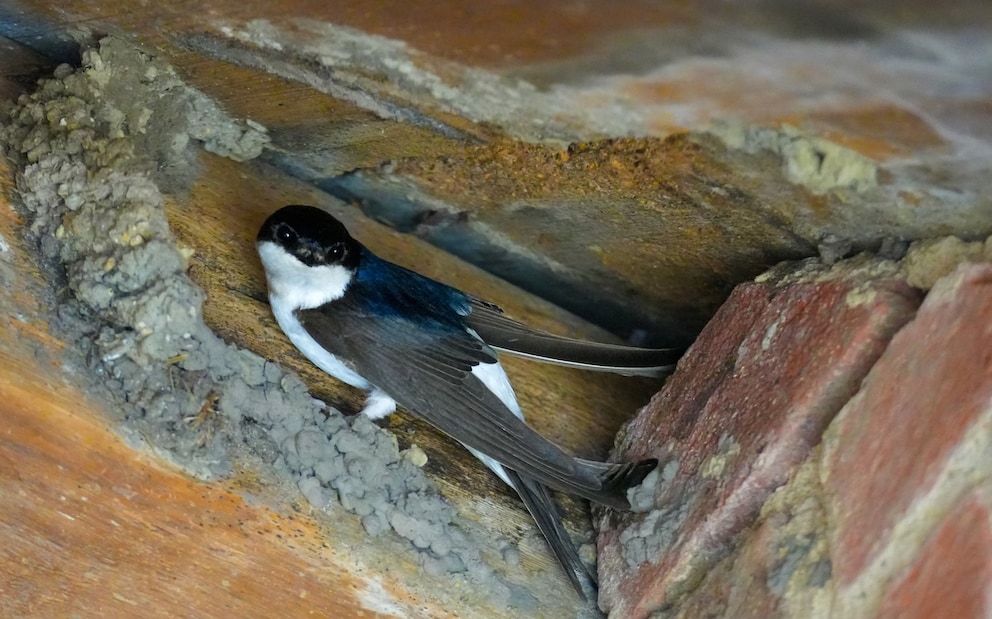 House martin building nest