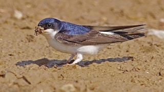 Mehlschwalbe