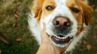 Mensch fässt Hund ans Maul