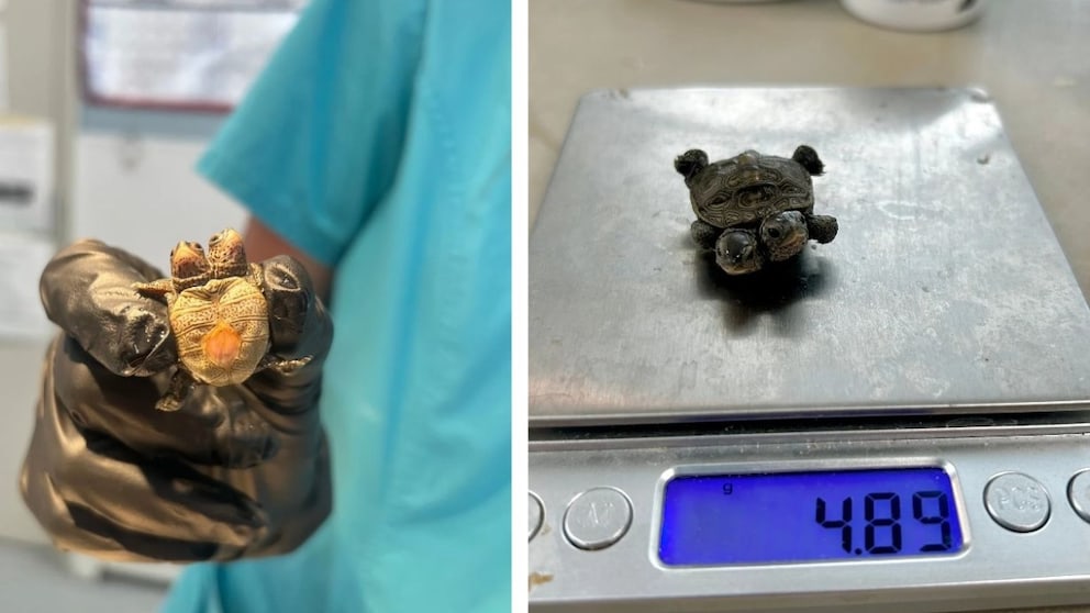 Winzig klein und doch eine Sensation: Diese Diamantschildkröte hat zwei Köpfe und bringt gerade einmal 5,2 Gramm auf die Waage