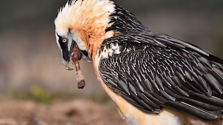 Bartgeier ernähren sich bis zu 85 Prozent von Knochen tierischer Überreste