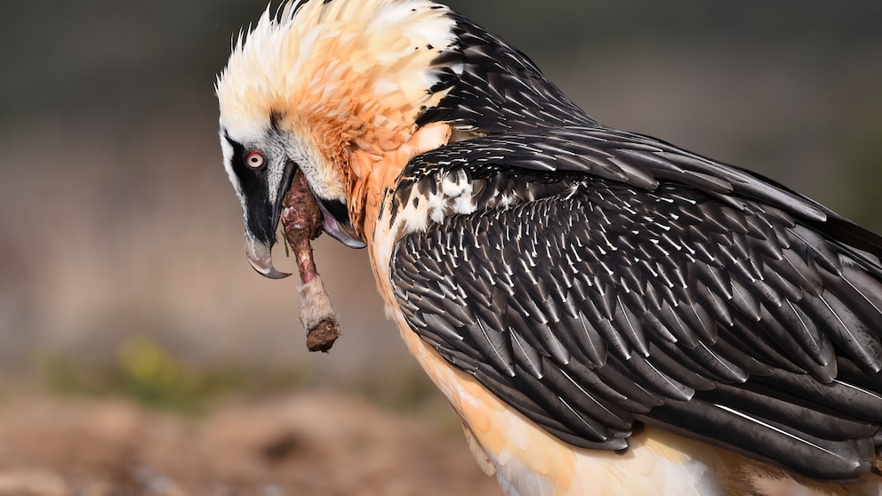 Bartgeier ernähren sich bis zu 85 Prozent von Knochen tierischer Überreste