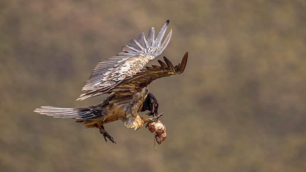 Gr&ouml;&szlig;ere Knochen l&auml;sst der Bartgeier auf Felsen fallen, um die zerbrochenen St&uuml;cke besser fressen zu k&ouml;nnen