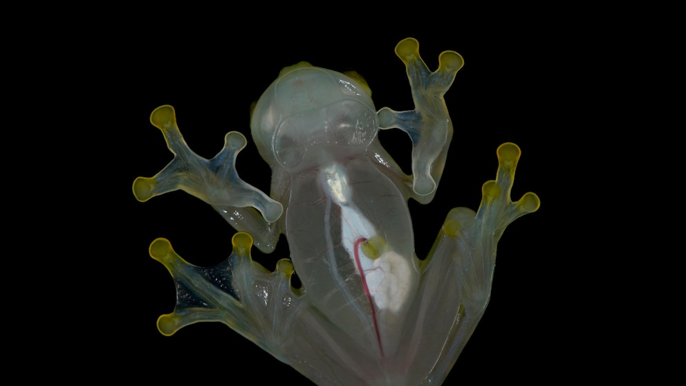 Der Glasfrosch wird seinem Namen allemal gerecht. Mit bloßem Auge kann man die Organe des Tiers sehen
