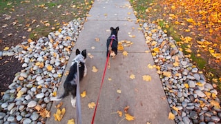 Zwei Hunde laufen auf Weg mit Laub rechts und links