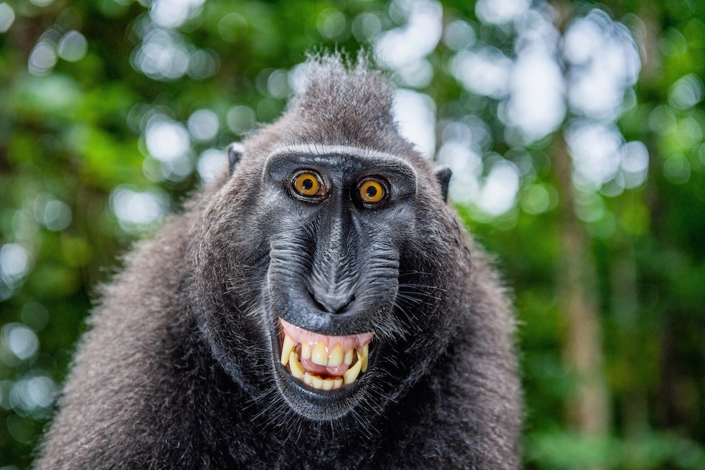 Der Schopfmakak lebt auf der indonesischen Insel Sulawesi und hat dem Fotografen dieses breite Grinsen geschenkt.