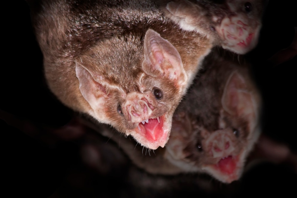 Die Vampirfledermaus kommt in Mittel- und S&uuml;damerika vor und ern&auml;hrt sich ausschlie&szlig;lich von Blut.