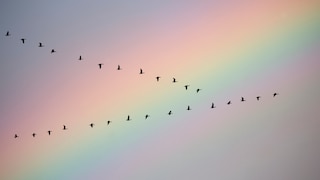 Millionen von Vögeln ziehen ab dem Spätsommer tausende Kilometer – aber welcher fliegt am weitesten?