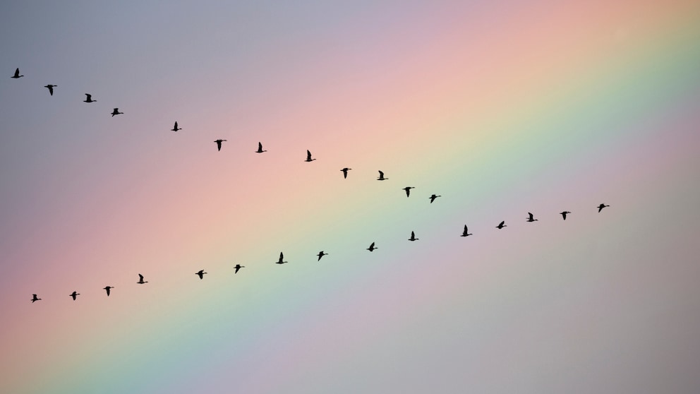 Millionen von Vögeln ziehen ab dem Spätsommer tausende Kilometer – aber welcher fliegt am weitesten?