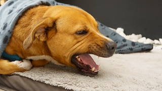Zwingerhusten verursacht bei Hunden oft trockenen, krampfartigen Husten und einen ausgeprägten Würgereiz
