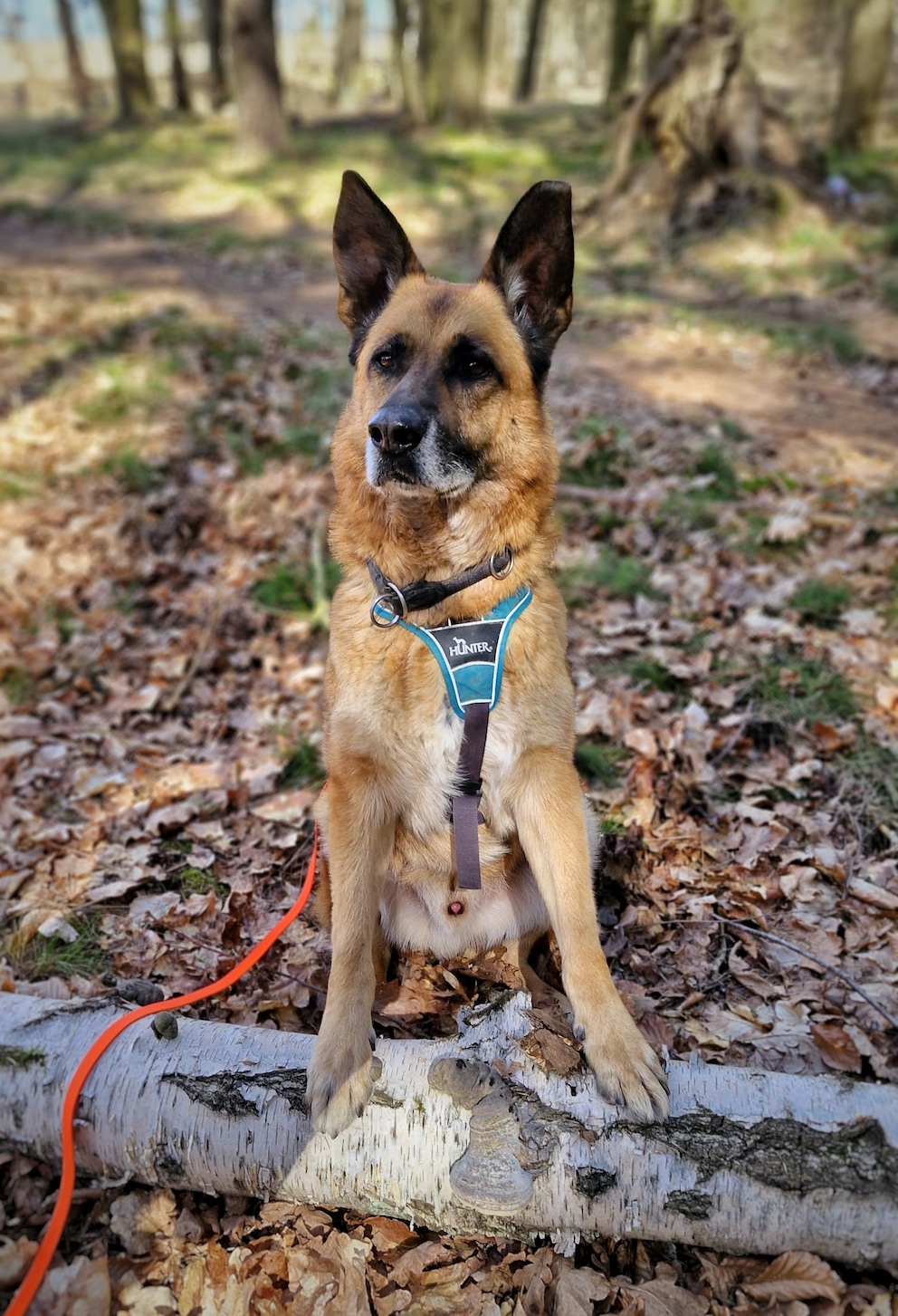 Malinois mix Phex