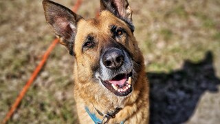 Tierheimhund Phex sucht ein Zuhause