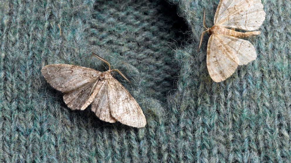 Kleidermotten fressen Löcher in Pullover