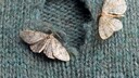 Kleidermotten fressen Löcher in Pullover