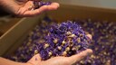 Lavendel