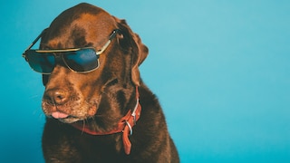 Hund mit Sonnenbrille
