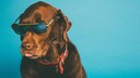 Hund mit Sonnenbrille