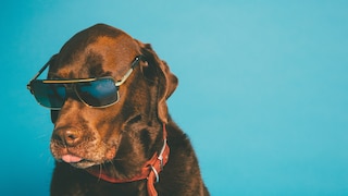 Hund mit Sonnenbrille