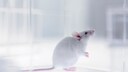 Seit 2013 ist der Verkauf von Tierversuch-Kosmetik EU-weit verboten, doch es gibt Ausnahmen