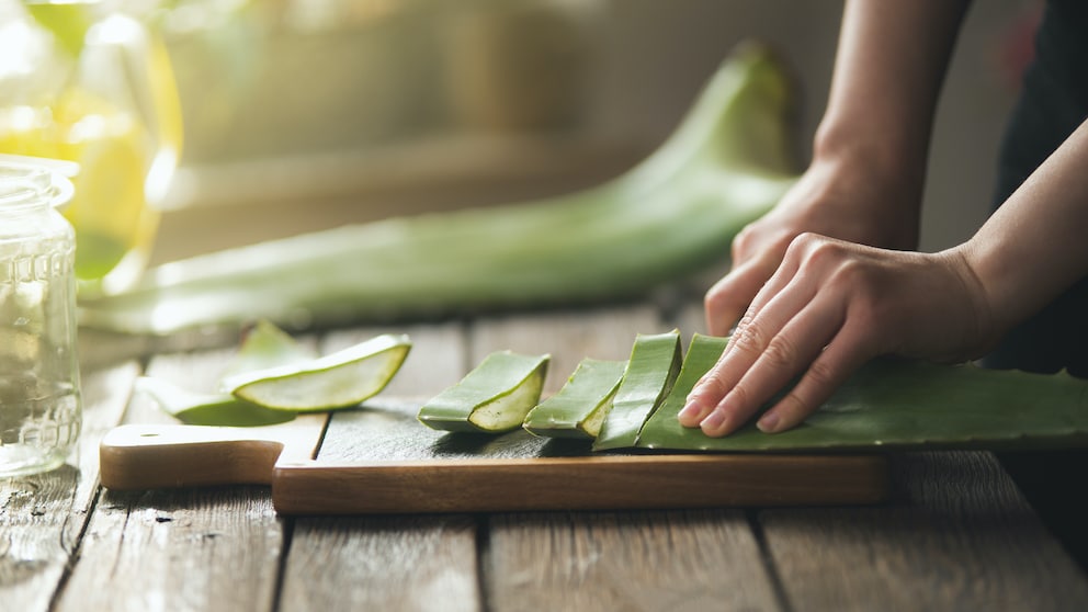 Aloe Vera wird kleingeschnitten