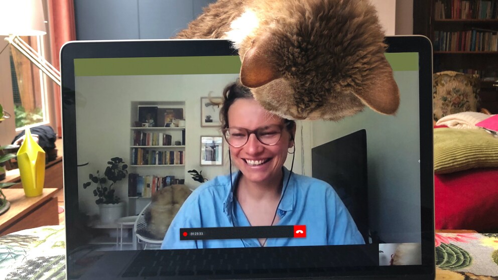 Video-Call über den sich eine Katze hängt