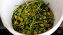 Blüten der Jambu-Pflanze, aus der auch Spilanthol gewonnen wird