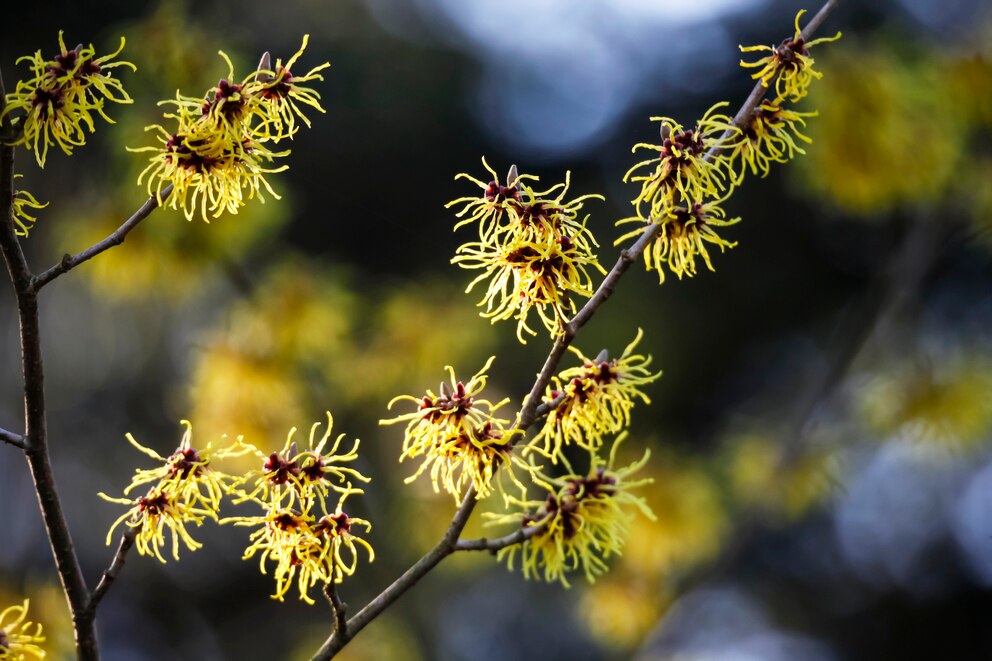 Die Hamamelis ist auch optisch ein Hingucker