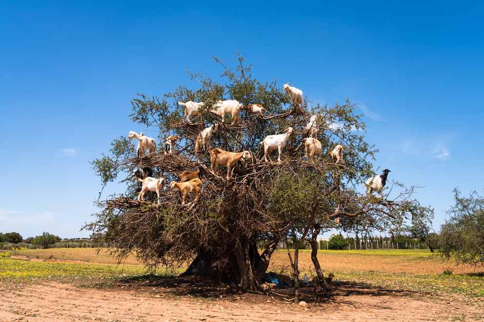 Die Früchte des marokkanischen Arganbaumes sind nicht nur bei Menschen hochbegehrt