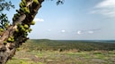 Marulaöl stammt von dem gleichnamigen Baum aus Südafrika