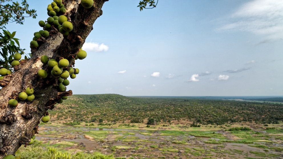 Marulaöl stammt von dem gleichnamigen Baum aus Südafrika