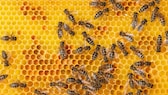 Bienen sind unersetzlich für den Erhalt unserer Erde, aber auch in Sachen Hautpflege soll Bienengift gegen Falten helfen